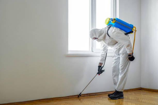 Best Termite Control Services  in Haliimaile, HI